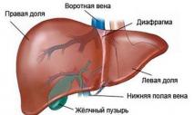 Негативное влияние алкоголя на печень Влияние алкоголя на куриную печень